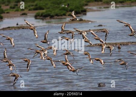 SCHWARZSCHWANZGODWIT (Limosa limosa) strömen im Flug über ein Feuchtgebiet. Stockfoto