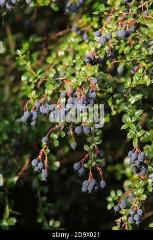 BERBERIS darwinii (BERBERIS darwinii) mit Beeren. Stockfoto