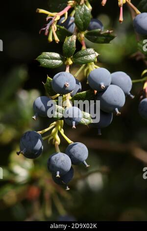 BERBERIS darwinii Beeren. Stockfoto