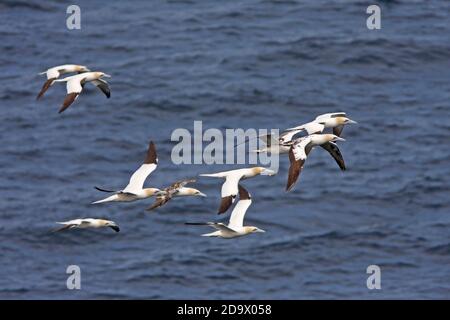 (Nördliche) Gannet (Morus bassanus) Gruppe auf dem Flug von Bass Rock zu ihren Futterplätzen, Schottland, Großbritannien. Stockfoto