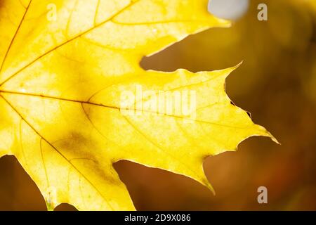 Helles Herbst Ahorn gelbes Blatt Stockfoto