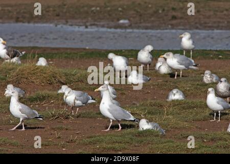 DIE HERINGSMÖWE (Larus argentatus) schwärmen an einem Hochwasserstand. Stockfoto