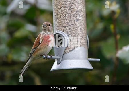 (Häufig) LINNET (Linaria cannabina/Carduelis cannabina) Männchen auf einem Gartenvogel Futterhäuschen. Stockfoto