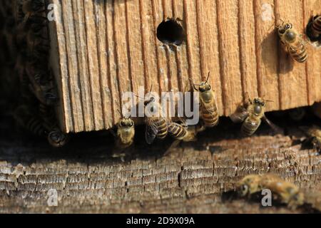 Japanische Honigbiene (APIs cerana japonica) brütet in Japan Stockfoto