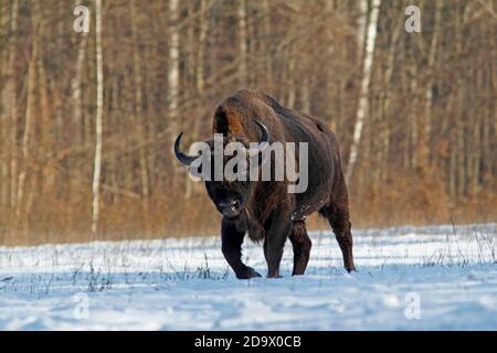 EUROPÄISCHER BISON (Bison bonasus) Stier, der durch eine schneebedeckte Lichtung im Bialowieza Wald, Polen, geht. Stockfoto