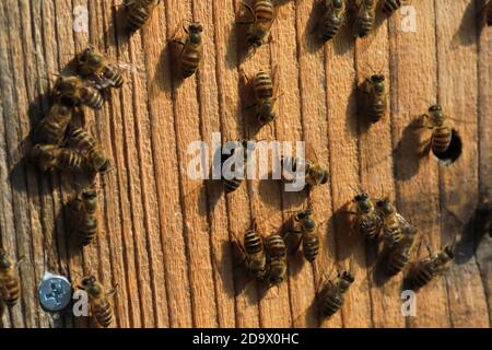 Japanische Honigbiene (APIs cerana japonica) brütet in Japan Stockfoto