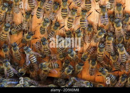 Japanische Honigbiene (APIs cerana japonica) brütet in Japan Stockfoto