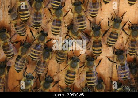 Japanische Honigbiene (APIs cerana japonica) brütet in Japan Stockfoto