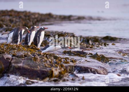 Gentoo Pinguin (Pygoscelis papua) in Richtung Meer am frühen Morgen auf einer felsigen Kelp übersäten Strand auf der trostlosen Insel in der Falkland Inseln. Stockfoto