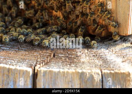 Japanische Honigbiene (APIs cerana japonica) brütet in Japan Stockfoto