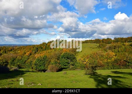 Blick über die Hügel von Cadsden, Buckinghamshire, Großbritannien. Herbstfarben, Herbst, rustikale Blätter Stockfoto