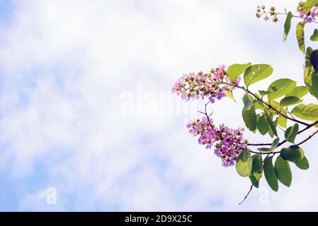 Schönheit und bunte Wildblumen gegen den Himmel. Stockfoto