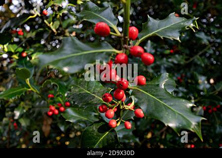 Holly Beeren auf Büschen (Llex aquifolium) werden traditionell als ein sicheres Zeichen dafür, dass ein bitterkalter Winter liegt vor gesehen - West Berkshire England, Großbritannien Stockfoto