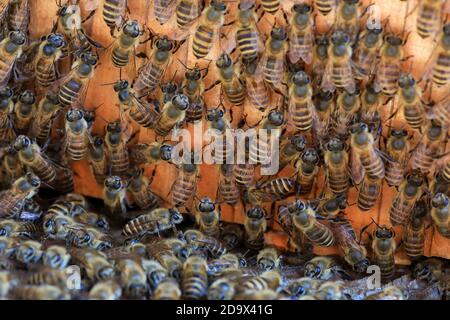 Japanische Honigbiene (APIs cerana japonica) brütet in Japan Stockfoto