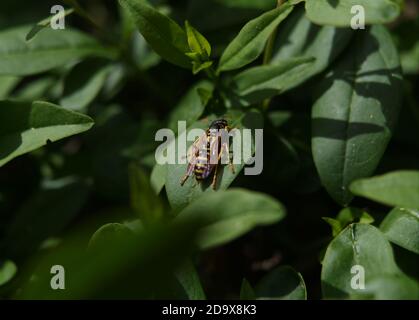 Eine Wespe sitzt im Sommer in einer Hecke in jena Stockfoto