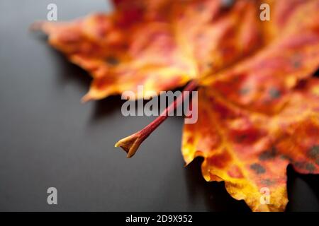 Platanenblatt in herbstlichen Farben auf einfachem Hintergrund Stockfoto