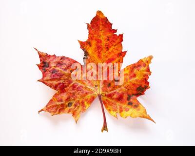 Platanenblatt in herbstlichen Farben auf einfachem Hintergrund Stockfoto