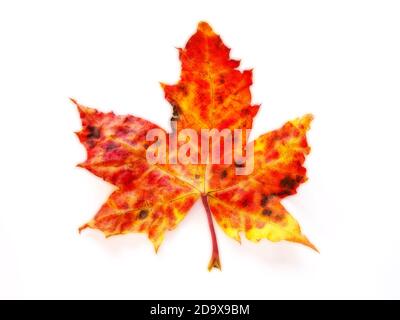 Platanenblatt in herbstlichen Farben auf einfachem Hintergrund Stockfoto