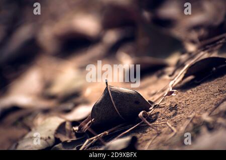 Trockene Blätter auf dem Boden fallen trockene Blätter vom Baum Stockfoto