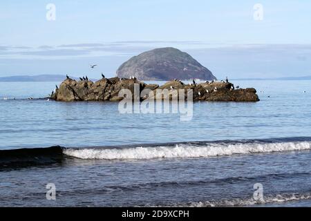 Lendalfoot, Ayrshire, Schottland, Großbritannien . Blick auf Ailsa Craig mit Seevögeln. Ailsa Craig ist eine Insel von 99 Hektar (240 Hektar) im weiteren Firth of Clyde. 16 Kilometer westlich des schottischen Festlandes. Sie besteht aus einem vulkanischen Stöpsel eines längst erloschenen Vulkans, von dem angenommen wird, dass er über 500 Millionen Jahre alt ist. Es ist ein archetypischer Inselberg. Ein Brutplatz für eine der größten Tölperkolonien der Welt und es enthält einen der wichtigsten 'Blue Hone' Granitsteinbrüche, bekannt in der Welt. Über als Quelle von Granit für Lockensteine Stockfoto