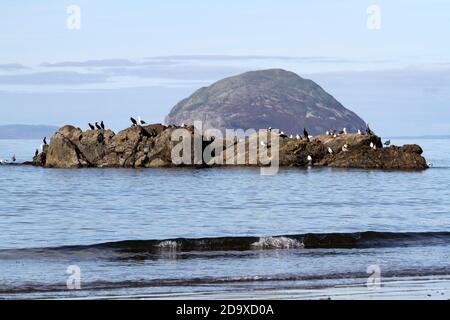 Lendalfoot, Ayrshire, Schottland, Großbritannien . Blick auf Ailsa Craig mit Seevögeln. Ailsa Craig ist eine Insel von 99 Hektar (240 Hektar) im weiteren Firth of Clyde. 16 Kilometer westlich des schottischen Festlandes. Sie besteht aus einem vulkanischen Stöpsel eines längst erloschenen Vulkans, von dem angenommen wird, dass er über 500 Millionen Jahre alt ist. Es ist ein archetypischer Inselberg. Ein Brutplatz für eine der größten Tölperkolonien der Welt und es enthält einen der wichtigsten 'Blue Hone' Granitsteinbrüche, bekannt in der Welt. Über als Quelle von Granit für Lockensteine Stockfoto