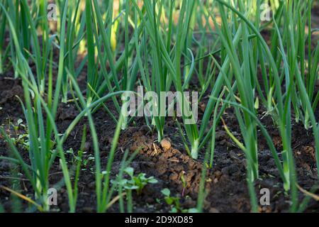 Grüne Zwiebel wächst im Bio-Garten Stockfoto