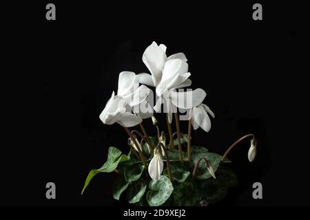 Weißes Cyclamen auf schwarzem Hintergrund in der Blütezeit Stockfoto