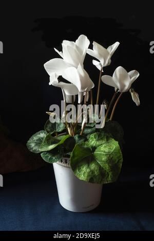 Weißes Cyclamen auf schwarzem Hintergrund in der Blütezeit Stockfoto