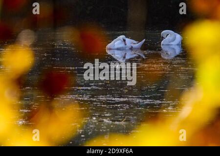 Braunschweig, Deutschland. November 2020. Zwei Schwäne schwimmen auf einem Teich im Ortsteil Dibbesdorf, während die aufgehende Morgensonne durch die herbstlich gefärbten Blätter der Bäume am Ufer scheint. Quelle: Stefan Jaitner/dpa/Alamy Live News Stockfoto