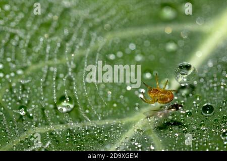 Eine kleine Spinne baumelt aus ihrem Netz auf einem Kohl Blatt im Morgentau Stockfoto