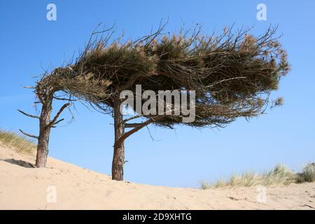 Wind geformte korsische Pinien Pinus nigra Stockfoto