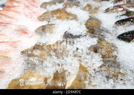 Verschiedene frische Fische liegen auf dem Eis auf dem Zähler Stockfoto