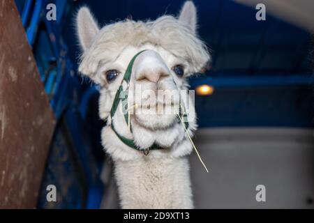 Eine schöne weiße Alpaca in der Rückseite eines Van Auf Stroh kauen Stockfoto