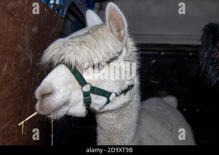 Eine schöne weiße Alpaca in der Rückseite eines Van Auf Stroh kauen Stockfoto