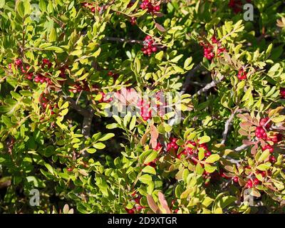 Makro eines Busches mit wilden Pistazien Stockfoto