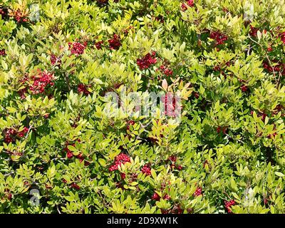 Makro eines Busches mit wilden Pistazien Stockfoto