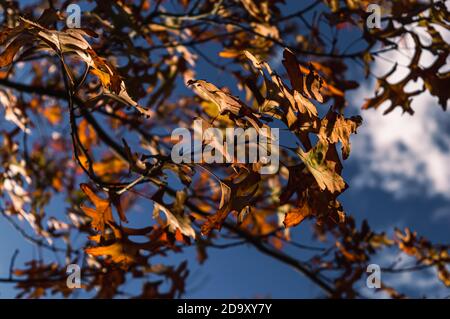 Braune Eichenbaumblätter in der Sonne gegen ein Blau Himmel mit weißen Wolken Stockfoto