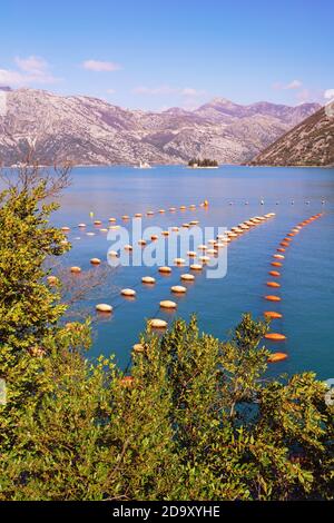 Muschelfarm. Wachsende Muscheln, Seilkultur. Montenegro, Adria, Blick auf die Bucht von Kotor und zwei kleine Inseln am sonnigen Wintertag Stockfoto