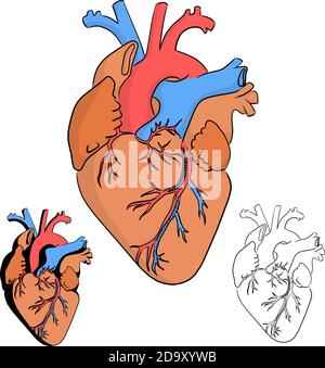 Anatomie des menschlichen Herzens Vektor Illustration Skizze Doodle Hand Gezeichnet mit schwarzen Linien isoliert auf weißem Hintergrund Stock Vektor