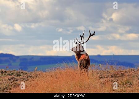 Rothirsch, Cervus elaphuson während der Herbstruhe auf Big Moor, Derbyshire, Peak District National Park, England, Großbritannien. Stockfoto