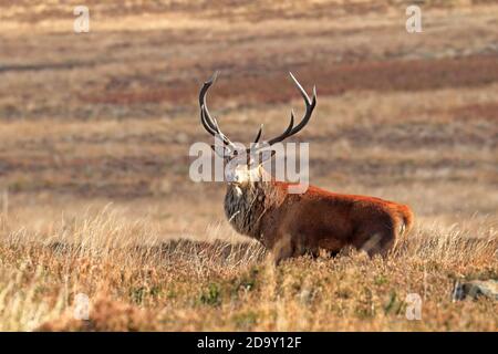 Rothirsch, Cervus elaphuson während der Herbstruhe auf Big Moor, Derbyshire, Peak District National Park, England, Großbritannien. Stockfoto