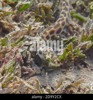 Gefleckte Schlangenaale (Myrichthys maculosus) Fische im tropischen Meerwasser Stockfoto