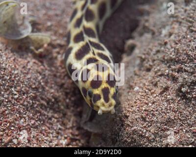 Schlangenaal (Myrichthys maculosus) Fisch auf dem Meeresboden Nahaufnahme Makro Stockfoto