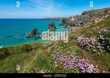 Bedruthan Steps; Thrift in Flower; Cornwall; Großbritannien Stockfoto