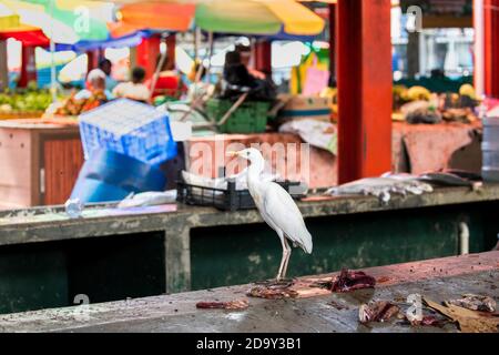 Rinderreiher; Bubulcus Ibis; Victoria Market; Mahe; Seychellen Stockfoto