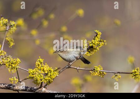 Chiffchaff; Phylloscopus collybita; über Cornus Mas 'Golden Glory'; Großbritannien Stockfoto