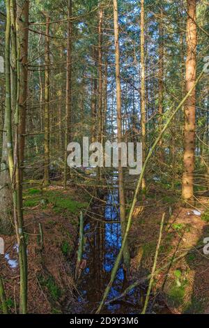 Drainage Graben in einer Waldplantage Stockfoto