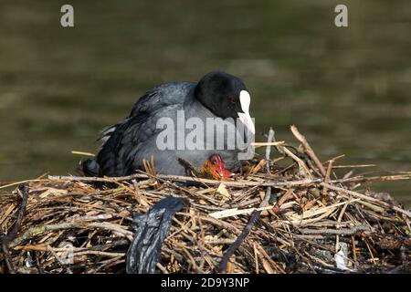 ; Blässhuhn Fulica atra; am Nest mit Jungen, Großbritannien Stockfoto