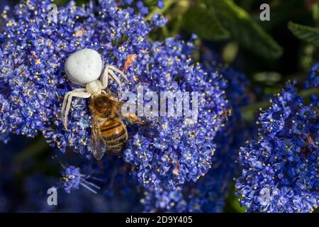 Krabbenspinne; Misumena vatia; mit Honigbiene Beute; auf Ceanothus Blume; Großbritannien Stockfoto