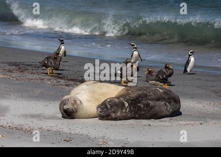 Südliche Elefantenrobbe; Mirounga leonina; mit Dampfducks und Magellanic Penguins; Seelöwe; Falklands Stockfoto